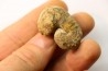 Scaphites reesidei campanien Madagascar