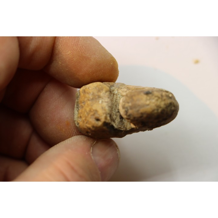 Scaphites reesidei campanien Madagascar