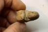 Scaphites reesidei campanien Madagascar