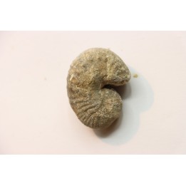 Scaphites reesidei campanien Madagascar
