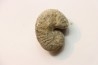 Scaphites reesidei campanien Madagascar