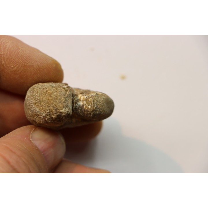 Scaphites reesidei campanien Madagascar