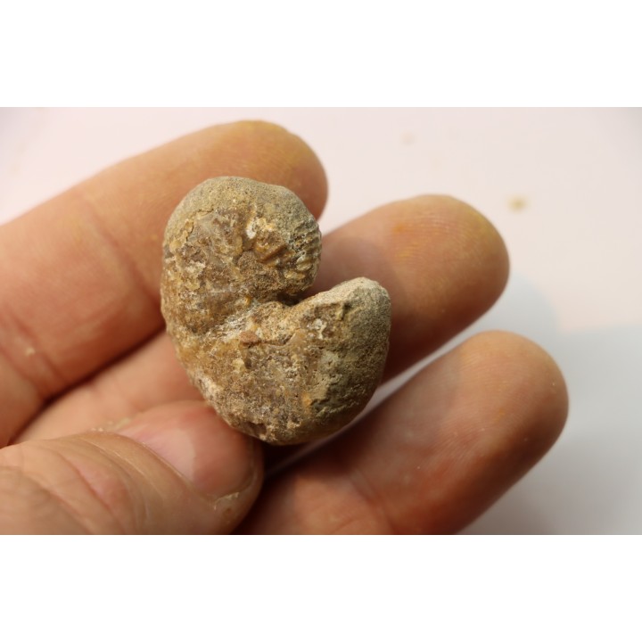 Scaphites reesidei campanien Madagascar
