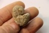 Scaphites reesidei campanien Madagascar