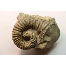 Heteroceras astieri - Barrémian - Lure, 04 - FRANCE
