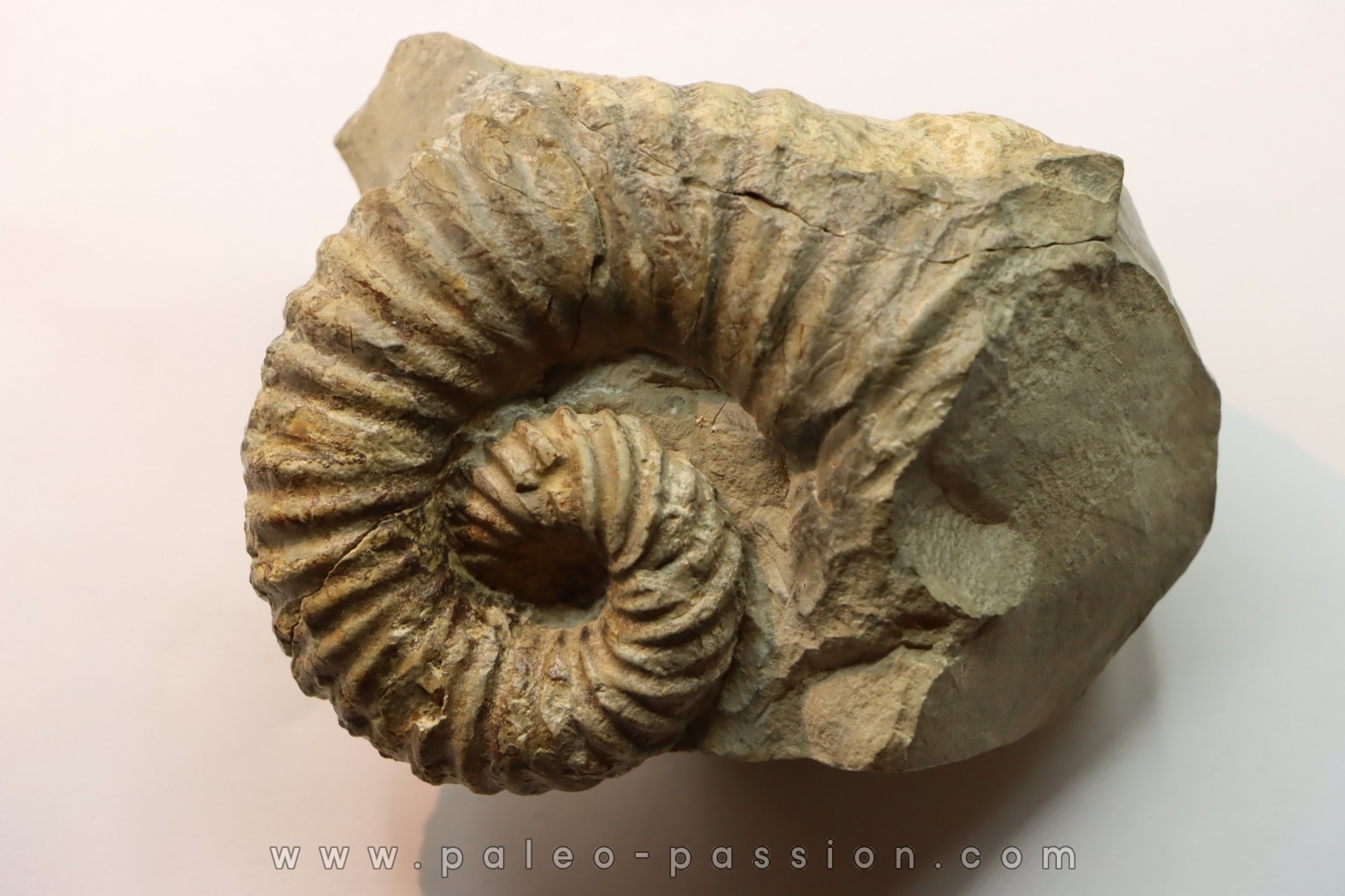 Heteroceras astieri - Barrémian - Lure, 04 - FRANCE