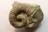 Heteroceras astieri - Barrémian - Lure, 04 - FRANCE