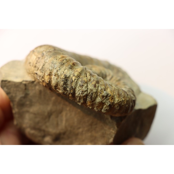 Heteroceras astieri - Barrémian - Lure, 04 - FRANCE