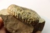Heteroceras astieri - Barrémian - Lure, 04 - FRANCE