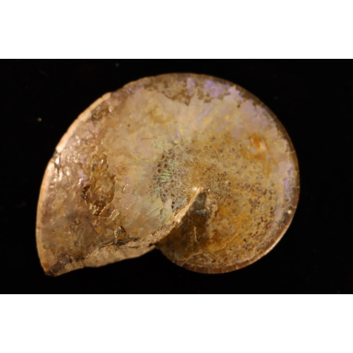 Sphenodiscus lenticularis (Owen, 1852) - Maestrichtien - Dakota - USA