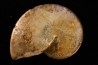 Sphenodiscus lenticularis - Maestrichtian - Dakota - USA