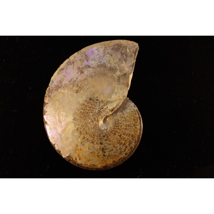 Sphenodiscus lenticularis (Owen, 1852) - Maestrichtien - Dakota - USA