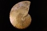 Sphenodiscus lenticularis - Maestrichtian - Dakota - USA