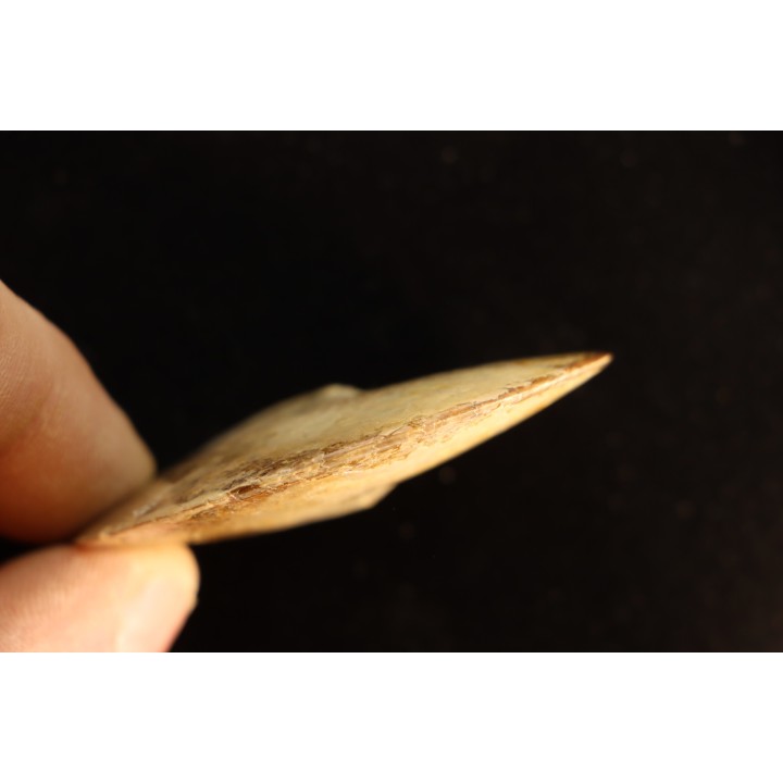 Sphenodiscus lenticularis (Owen, 1852) - Maestrichtien - Dakota - USA