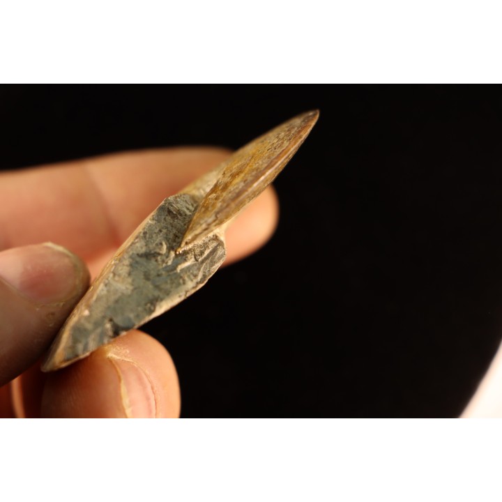 Sphenodiscus lenticularis (Owen, 1852) - Maestrichtien - Dakota - USA