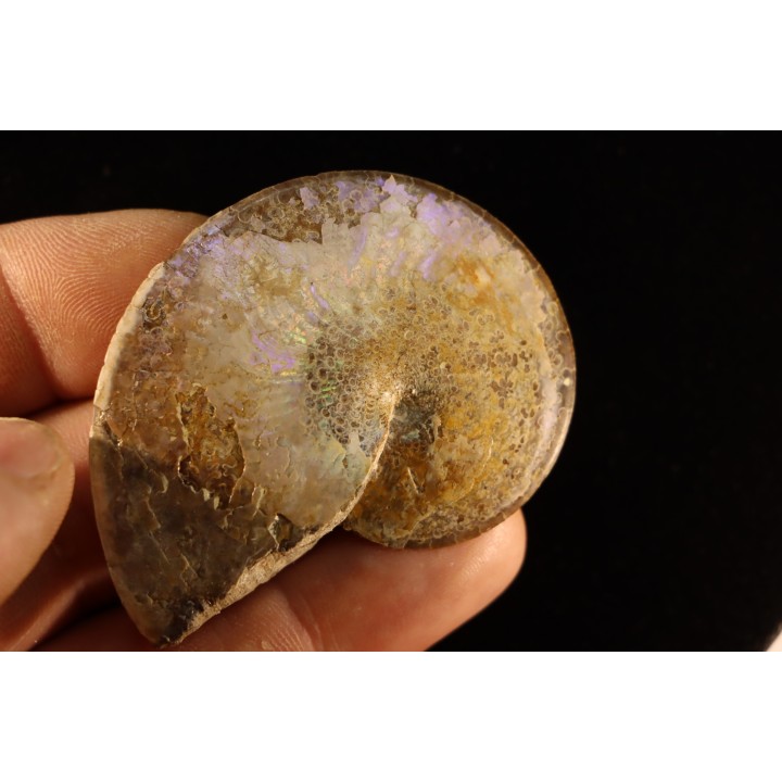 Sphenodiscus lenticularis (Owen, 1852) - Maestrichtien - Dakota - USA