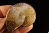 Sphenodiscus lenticularis - Maestrichtian - Dakota - USA