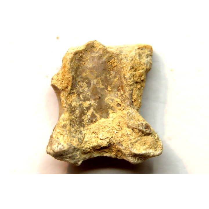 PTEROSAURE vertebrae:  Cimoliopterus dunni - Cretaceous - Britton Fmt - Mansfield County, Texas, USA