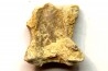RARE VERTEBRE DE PTEROSAURE:  Cimoliopterus dunni - Crétacé - Britton Fmt - Mansfield County, Texas, USA