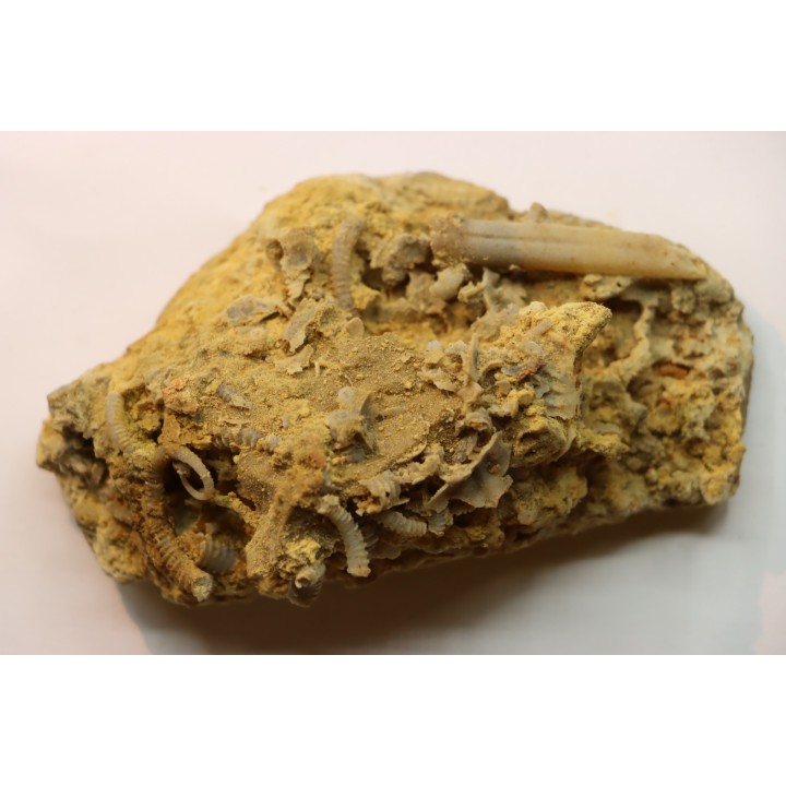 SPIROCERAS ORBYGNYI - Bajocien supérieur - CIRET Mont d'or Lyonnais, FRANCE