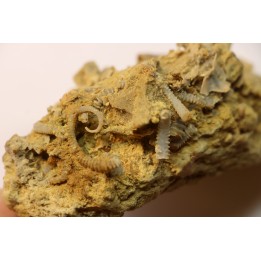 SPIROCERAS ORBYGNYI - Bajocien supérieur - CIRET Mont d'or Lyonnais, FRANCE