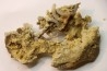 SPIROCERAS ORBYGNYI - Bajocien supérieur - CIRET Mont d'or Lyonnais, FRANCE