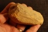 Calamites stern - pennsylvanian  - Tonganoxie sandstone - Ottawa, Kansas - USA