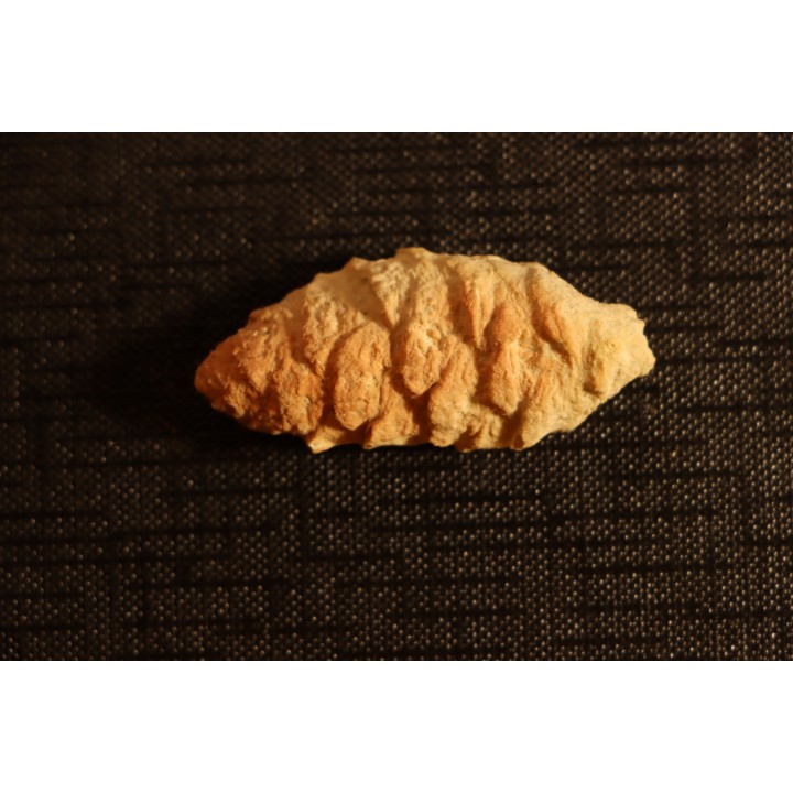 PARARAUCARIA cone - Jurassic - Santa Cruz - ARGENTINA
