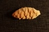cône de PARARAUCARIA -  Jurassique - Santa Cruz - ARGENTINE