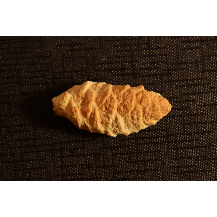 PARARAUCARIA cone - Jurassic - Santa Cruz - ARGENTINA