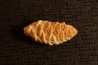 cône de PARARAUCARIA -  Jurassique - Santa Cruz - ARGENTINE