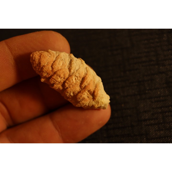PARARAUCARIA cone - Jurassic - Santa Cruz - ARGENTINA