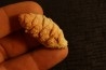 cône de PARARAUCARIA -  Jurassique - Santa Cruz - ARGENTINE