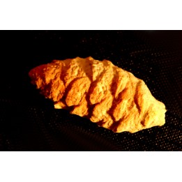 PARARAUCARIA cone - Jurassic - Santa Cruz - ARGENTINA