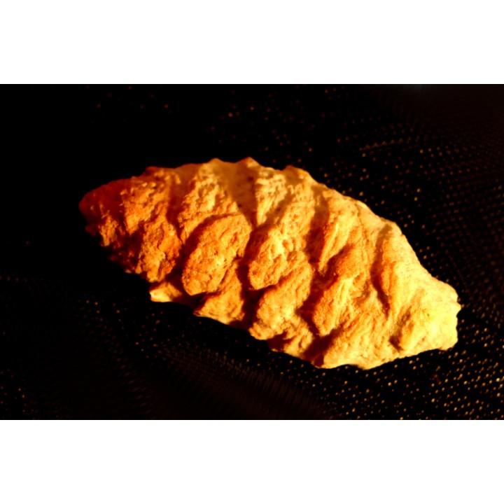 PARARAUCARIA cone - Jurassic - Santa Cruz - ARGENTINA