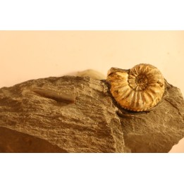 Amaltheus gibbosus - Domérien - Buttenheim, Germany