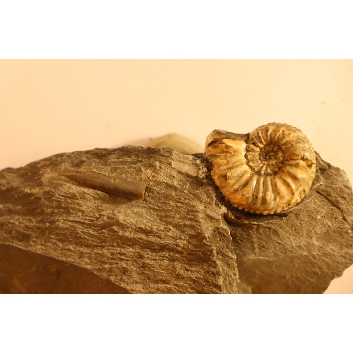 Amaltheus gibbosus - Domérien - Buttenheim, Germany