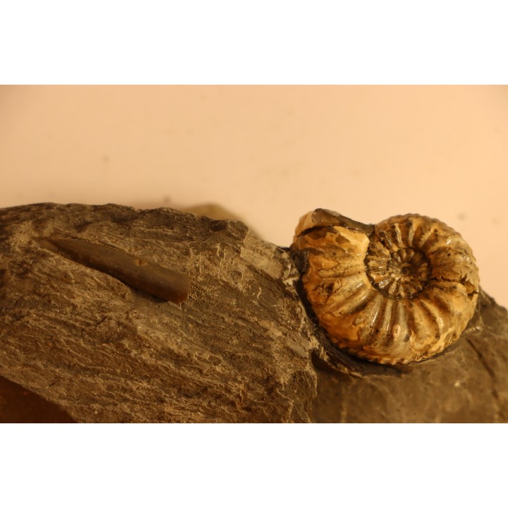 Amaltheus gibbosus - Domérien - Buttenheim, Allemagne