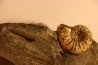 Amaltheus gibbosus - Domérien - Buttenheim, Germany