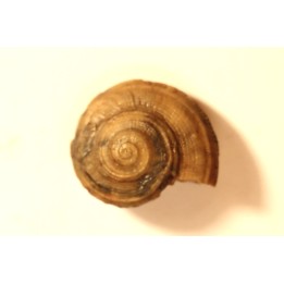 ORBONELLA GRANULATA - upper bajocian - Sengenthal - Germany