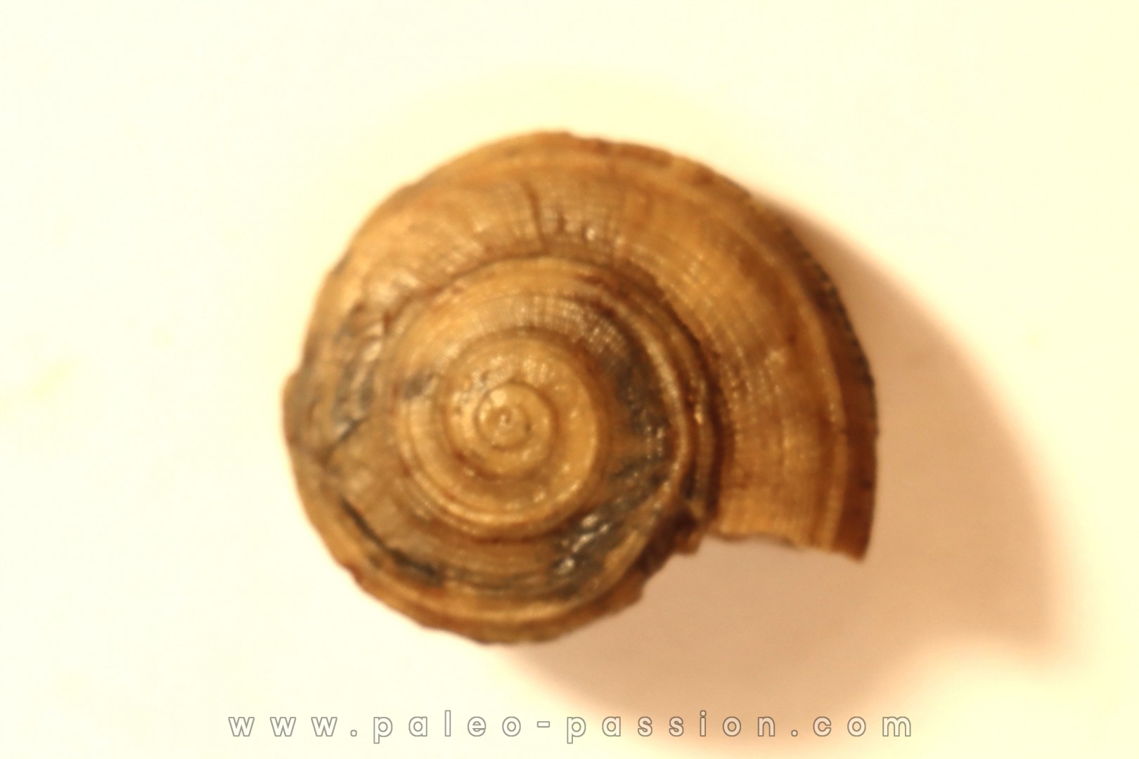 ORBONELLA GRANULATA - upper bajocian - Sengenthal - Germany