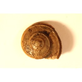 ORBONELLA GRANULATA - upper bajocian - Sengenthal - Germany