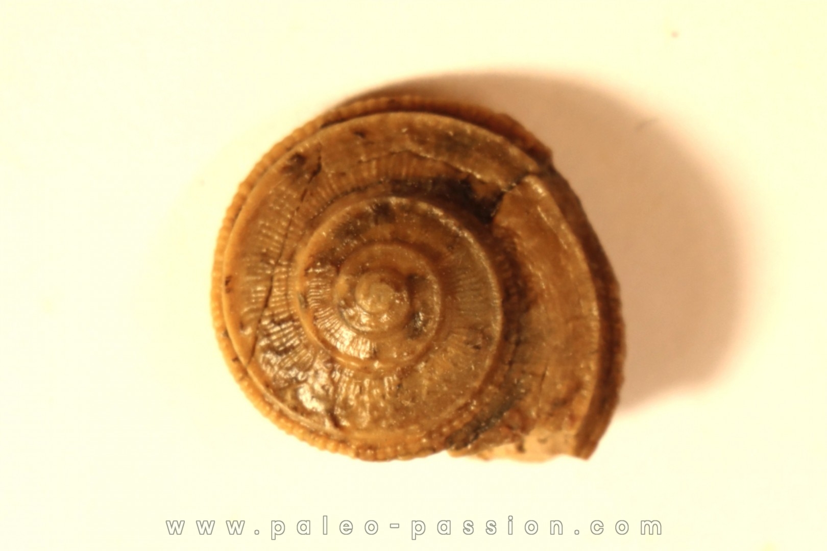 ORBONELLA GRANULATA - bajocien supérieur - Sengenthal - Allemagne