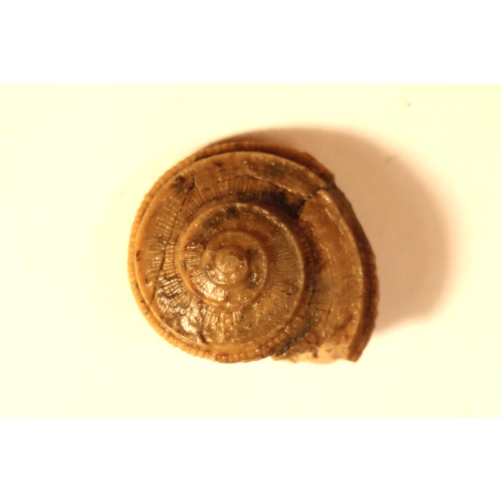 ORBONELLA GRANULATA - upper bajocian - Sengenthal - Germany