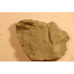 CORNULITHES sp.  Manlius Limestone  Manlius Limestone  Helderbergian Group  Lower DEVONIAN  New Salen, New York - USA