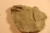 CORNULITHES sp.  Manlius Limestone  Manlius Limestone  Helderbergian Group  Lower DEVONIAN  New Salen, New York - USA