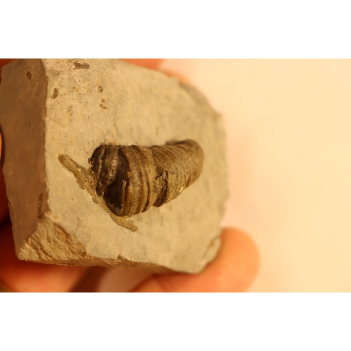 Stereolasma Rectum - Devonian - Windom shale formation - Eric County, New York- USA