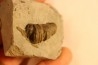 Stereolasma Rectum - Devonian - Windom shale formation - Eric County, New York- USA