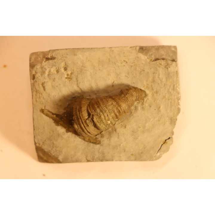 Stereolasma Rectum - Devonian - Windom shale formation - Eric County, New York- USA