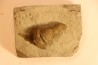 Stereolasma Rectum - Devonian - Windom shale formation - Eric County, New York- USA
